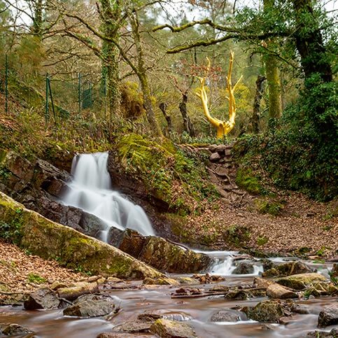 arbre d'or foret de broceliande